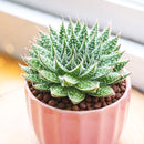 2 inch Aloe Snow, green succulents, indoor succulents, succulent care guide, buy succulents online