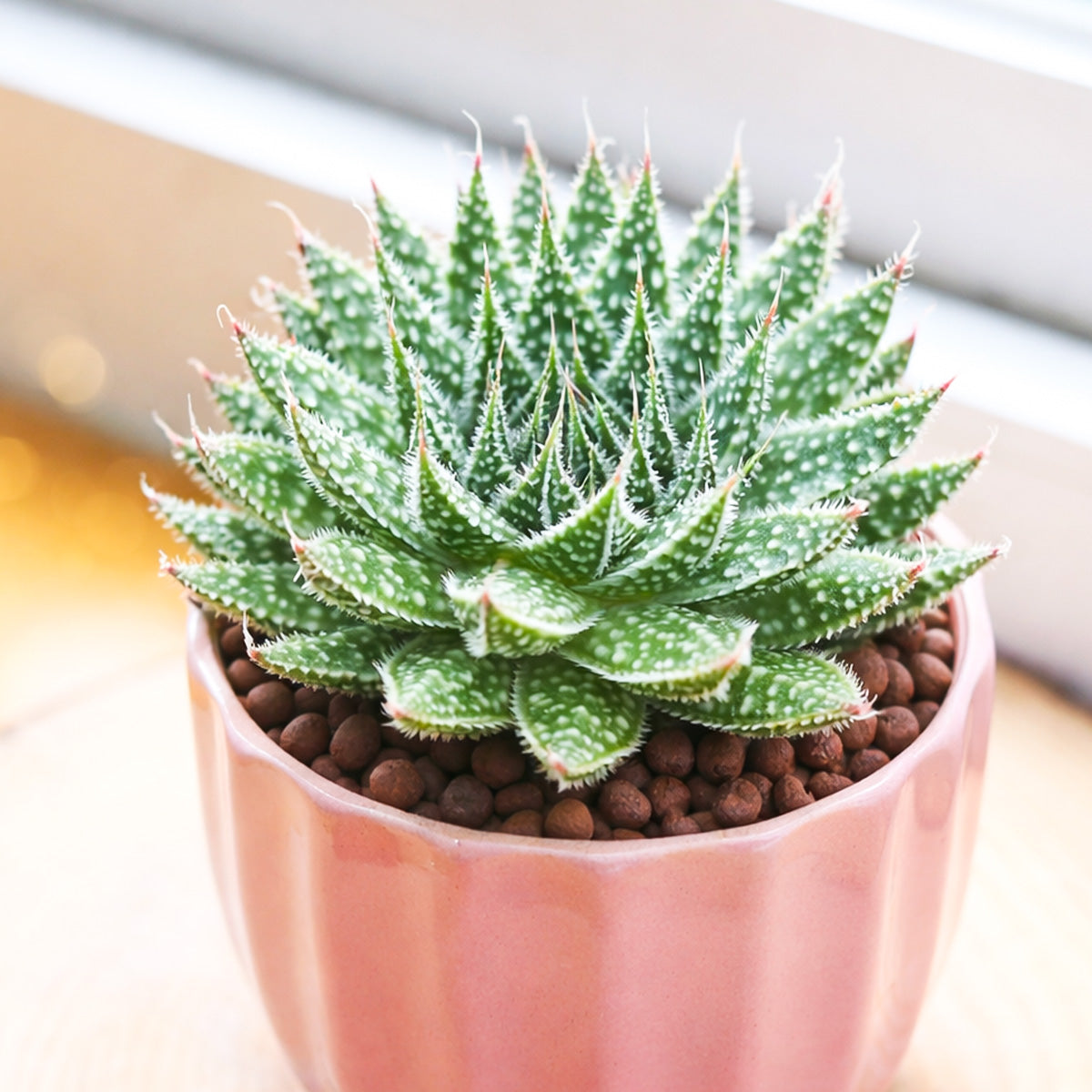 2 inch Aloe Snow, green succulents, indoor succulents, succulent care guide, buy succulents online
