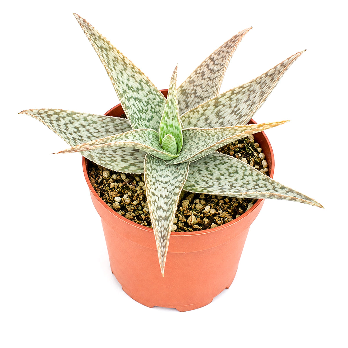 2 Inch/ 4 Inch Aloe 'White Beauty' with a white background, green succulents, indoor outdoor succulents, succulent care guide, buy succulents online