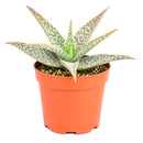 2 Inch/ 4 Inch Aloe 'White Beauty' with a white background, green succulents, indoor outdoor succulents, succulent care guide, buy succulents online