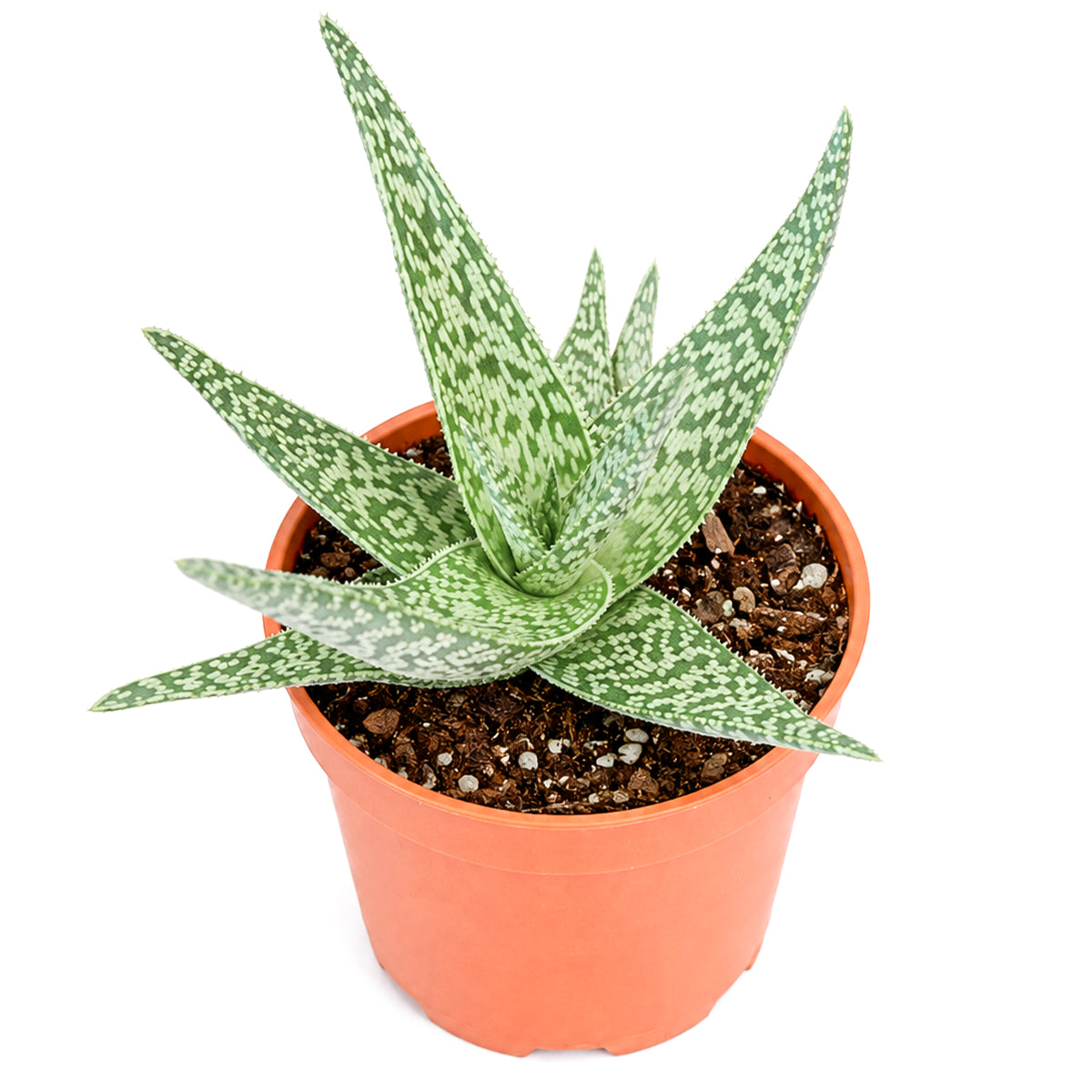 2 Inch/ 4 Inch Aloe 'White Beauty' with a white background, green succulents, indoor outdoor succulents, succulent care guide, buy succulents online