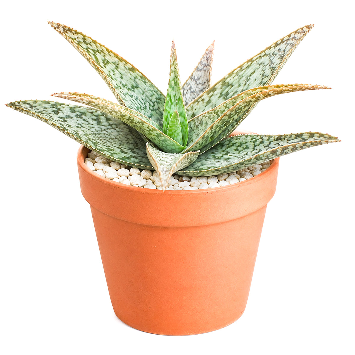 2 Inch/ 4 Inch Aloe 'White Beauty' with a white background, green succulents, indoor outdoor succulents, succulent care guide, buy succulents online