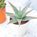 2 Inch/ 4 Inch Aloe 'White Beauty' with a white background, green succulents, indoor outdoor succulents, succulent care guide, buy succulents online