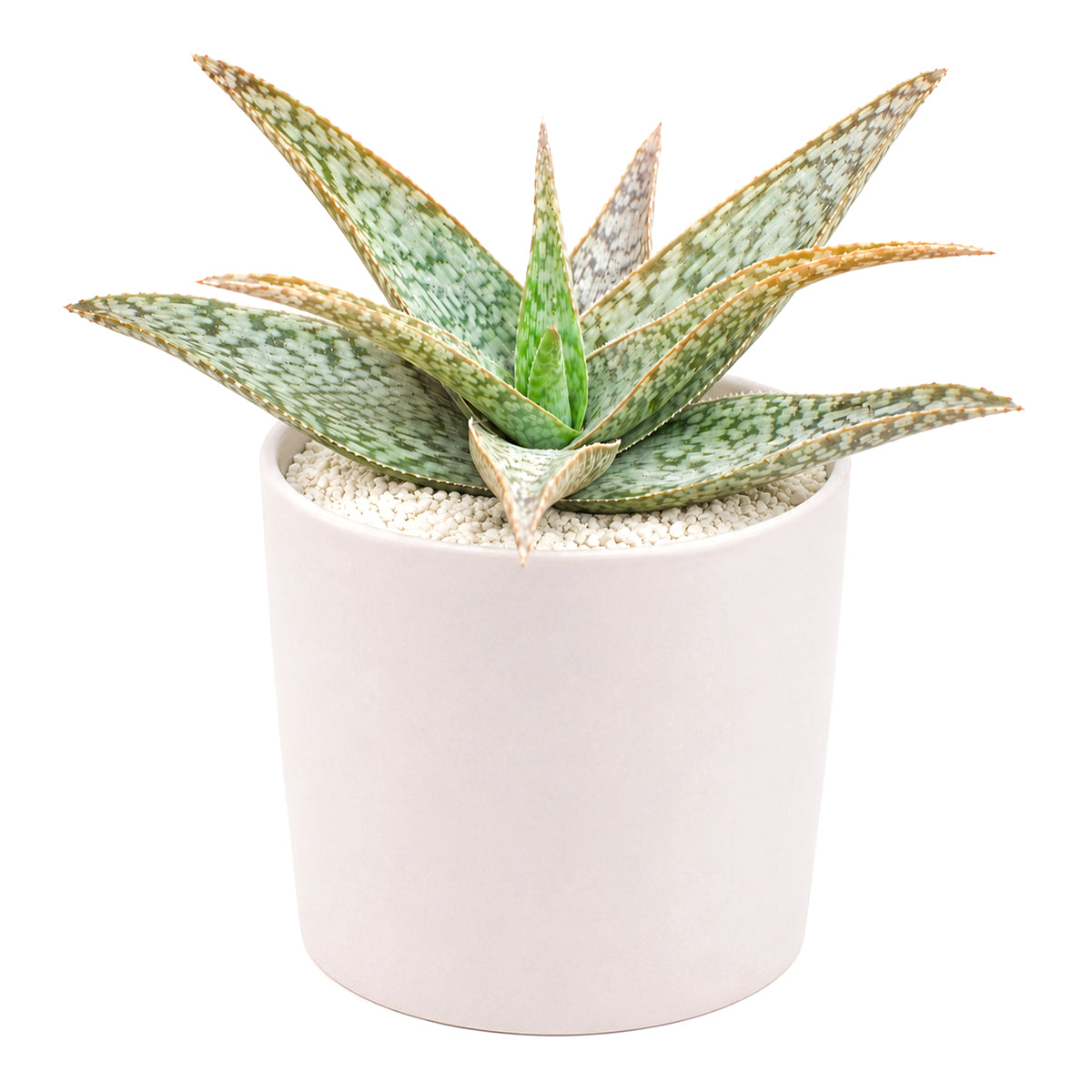2 Inch/ 4 Inch Aloe 'White Beauty' with a white background, green succulents, indoor outdoor succulents, succulent care guide, buy succulents online