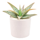 2 Inch/ 4 Inch Aloe 'White Beauty' with a white background, green succulents, indoor outdoor succulents, succulent care guide, buy succulents online