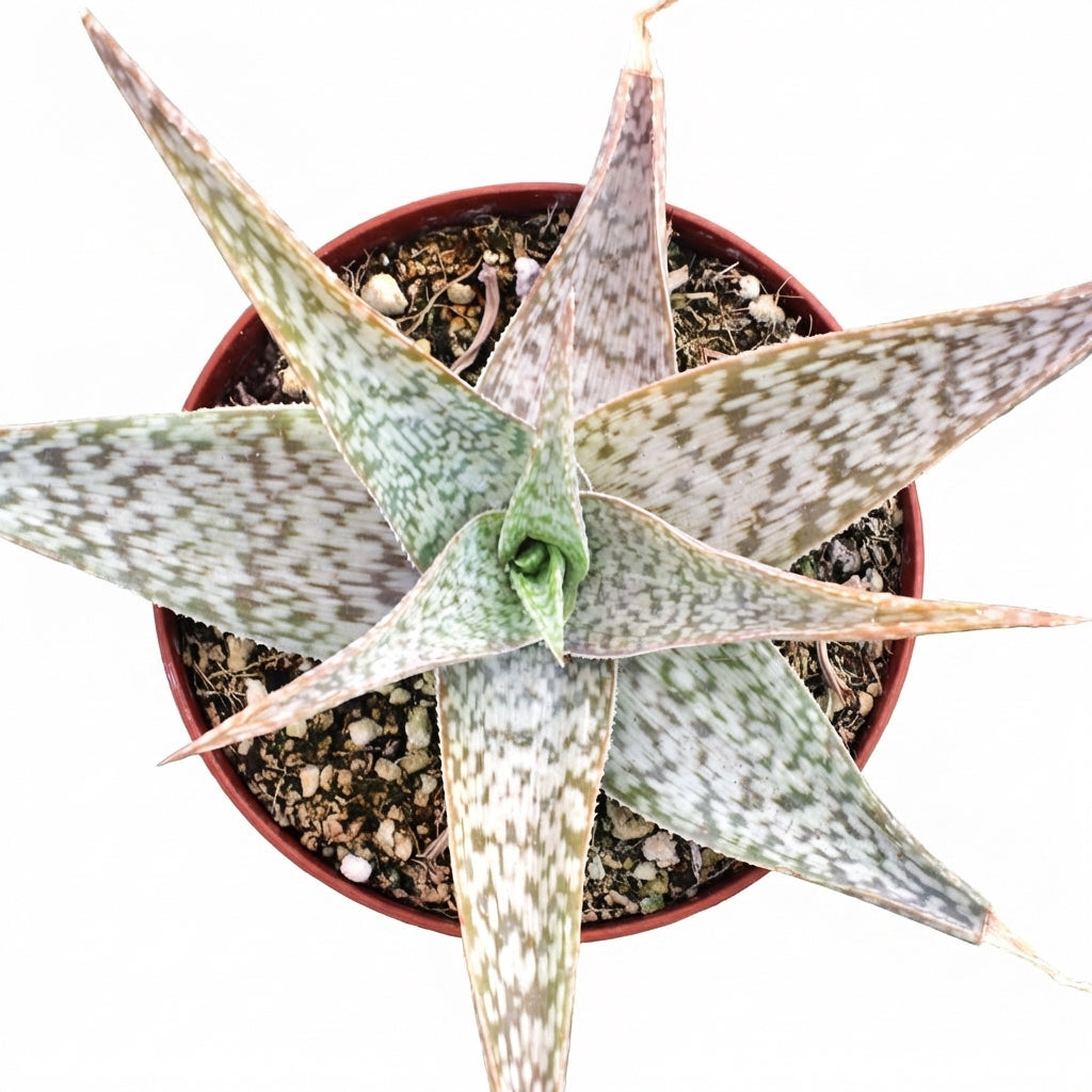 2 Inch/ 4 Inch Aloe 'White Beauty' with a white background, green succulents, indoor outdoor succulents, succulent care guide, buy succulents online