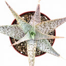 2 Inch/ 4 Inch Aloe 'White Beauty' with a white background, green succulents, indoor outdoor succulents, succulent care guide, buy succulents online