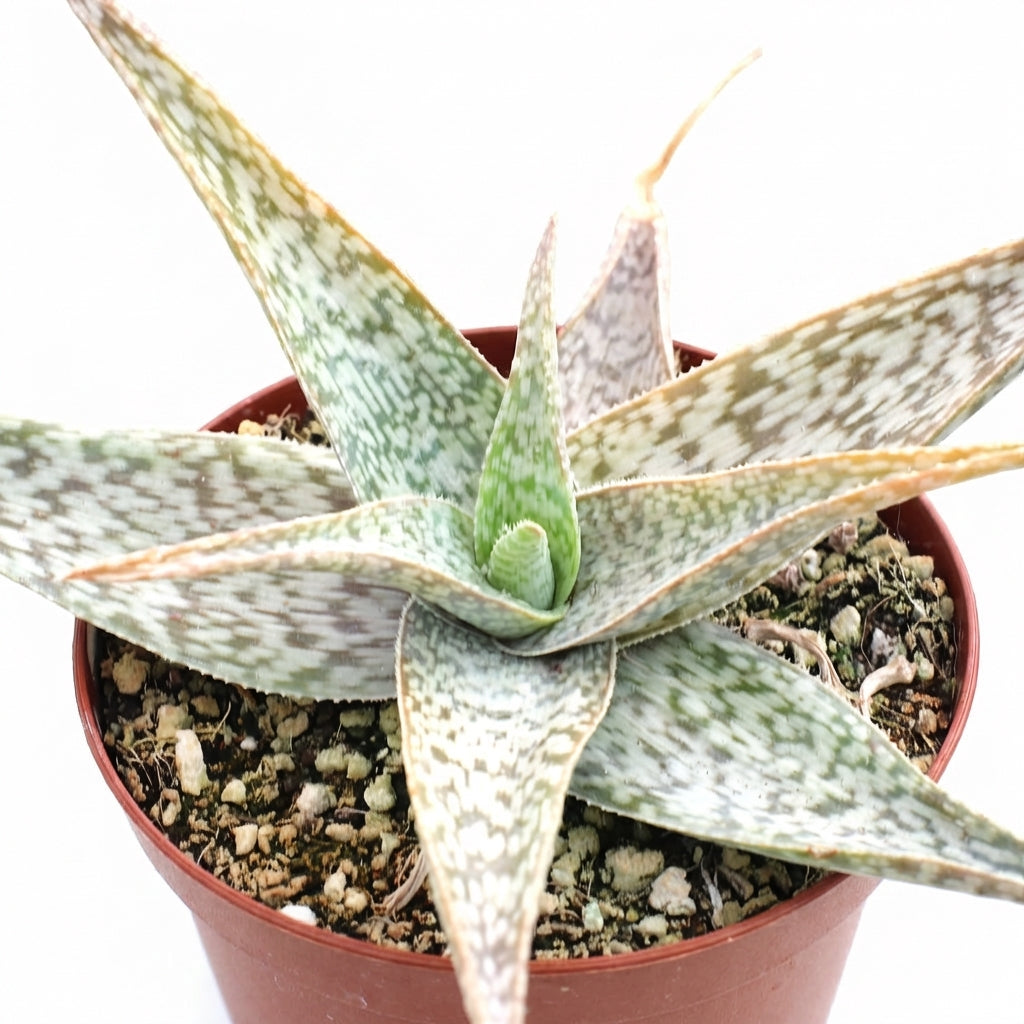 Aloe 'White Beauty' with a white background, green succulents, indoor outdoor succulents, succulent care guide, buy succulents online