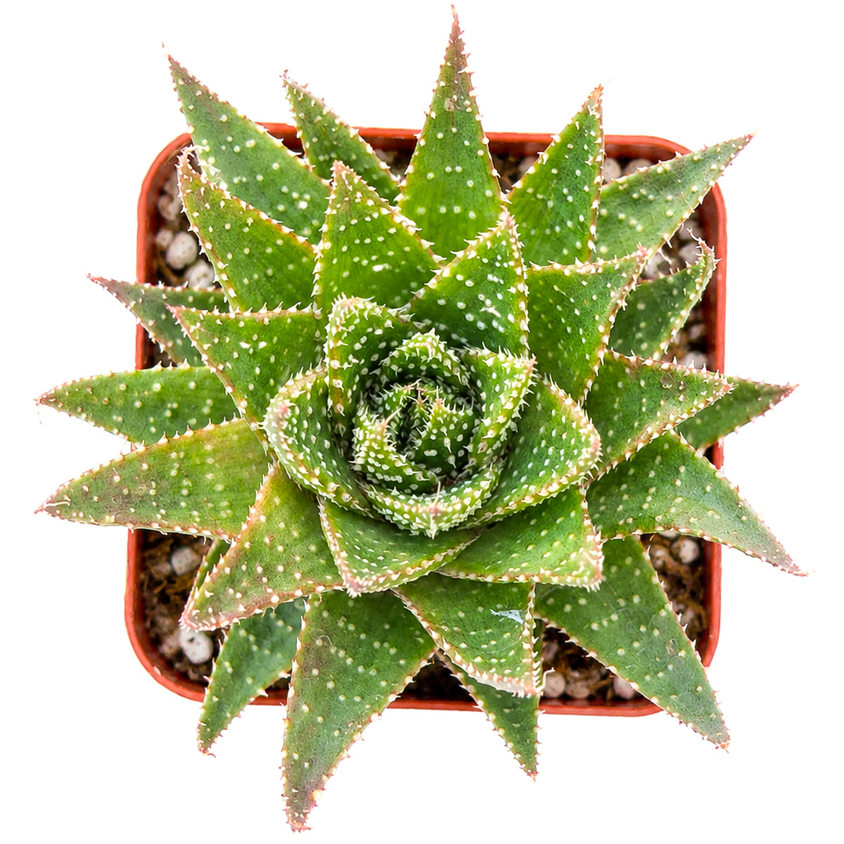 2 inch Aloe aristata 'Lunar Eclipse', green succulents, indoor succulents, succulent care guide, buy succulents online