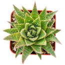 2 inch Aloe aristata 'Lunar Eclipse', green succulents, indoor succulents, succulent care guide, buy succulents online