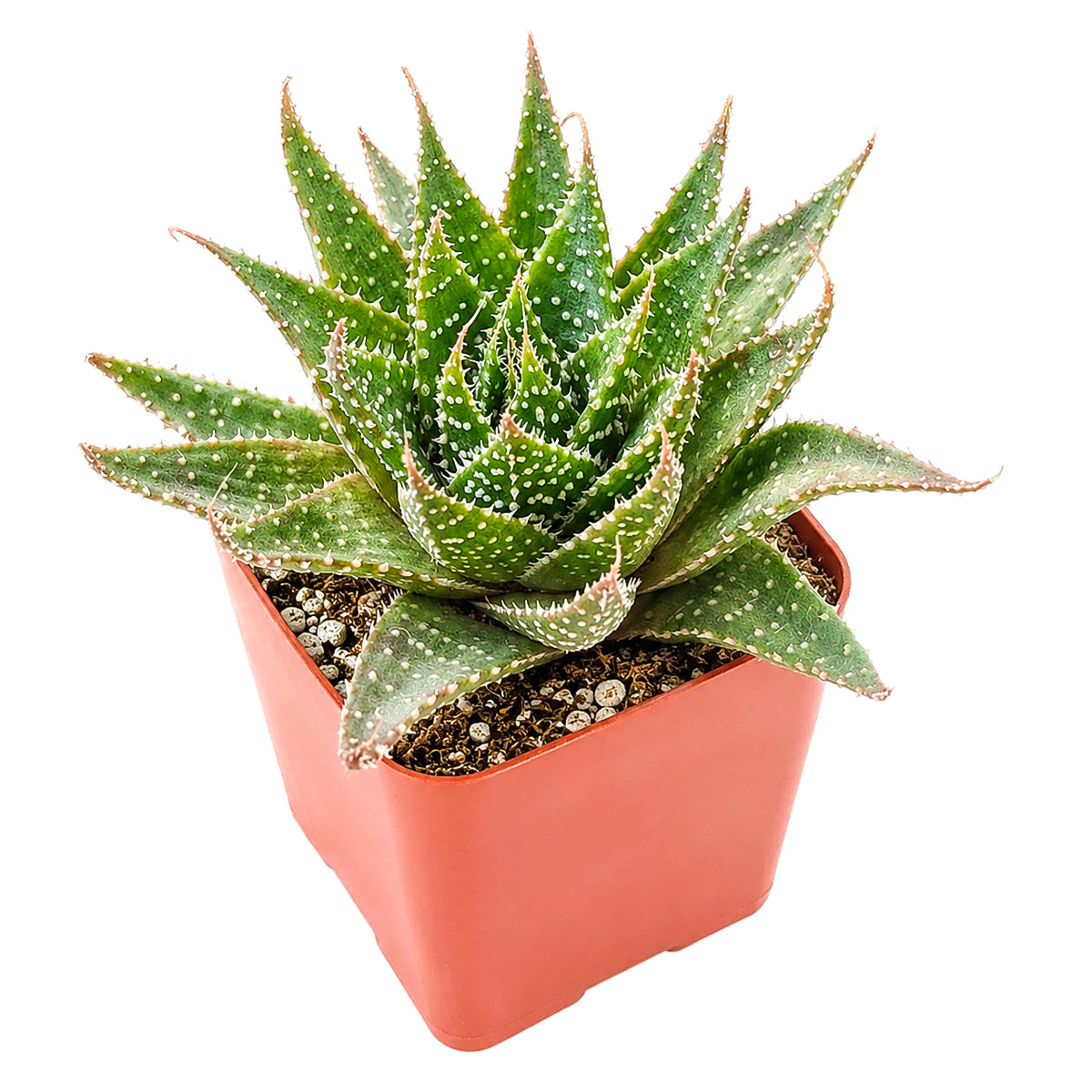 2 inch Aloe aristata 'Lunar Eclipse', green succulents, indoor succulents, succulent care guide, buy succulents online