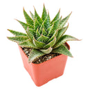 2 inch Aloe aristata 'Lunar Eclipse', green succulents, indoor succulents, succulent care guide, buy succulents online