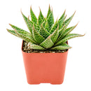 2 inch Aloe aristata 'Lunar Eclipse', green succulents, indoor succulents, succulent care guide, buy succulents online
