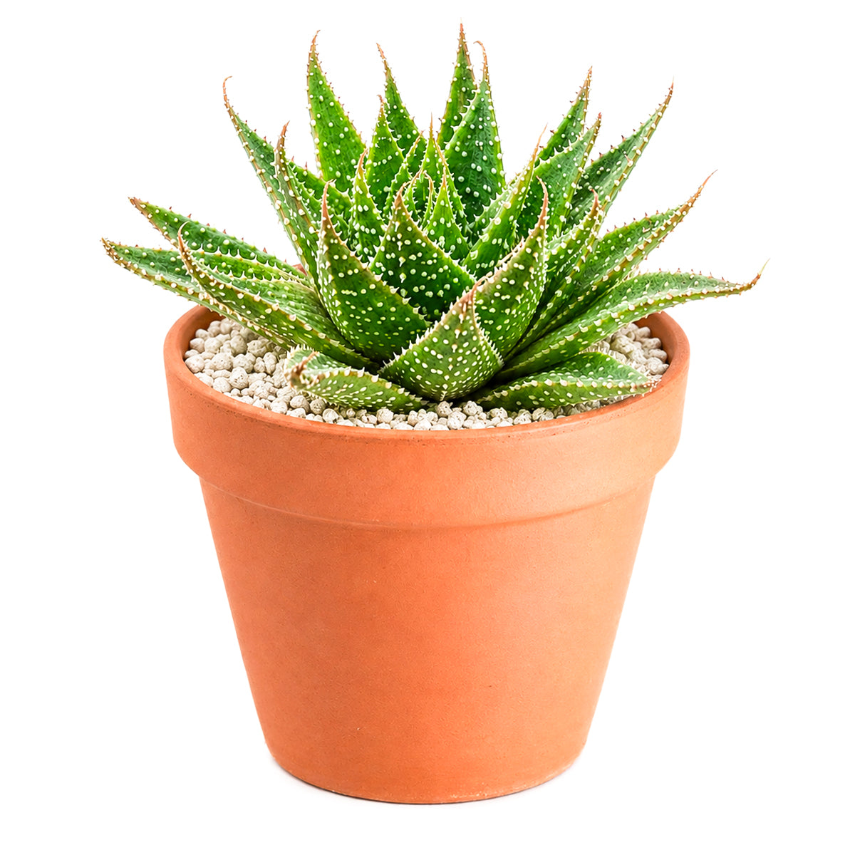 2 inch Aloe aristata 'Lunar Eclipse', green succulents, indoor succulents, succulent care guide, buy succulents online