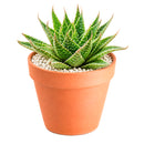2 inch Aloe aristata 'Lunar Eclipse', green succulents, indoor succulents, succulent care guide, buy succulents online