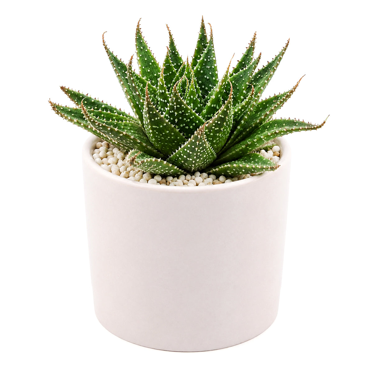 2 inch Aloe aristata 'Lunar Eclipse', green succulents, indoor succulents, succulent care guide, buy succulents online