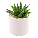 2 inch Aloe aristata 'Lunar Eclipse', green succulents, indoor succulents, succulent care guide, buy succulents online