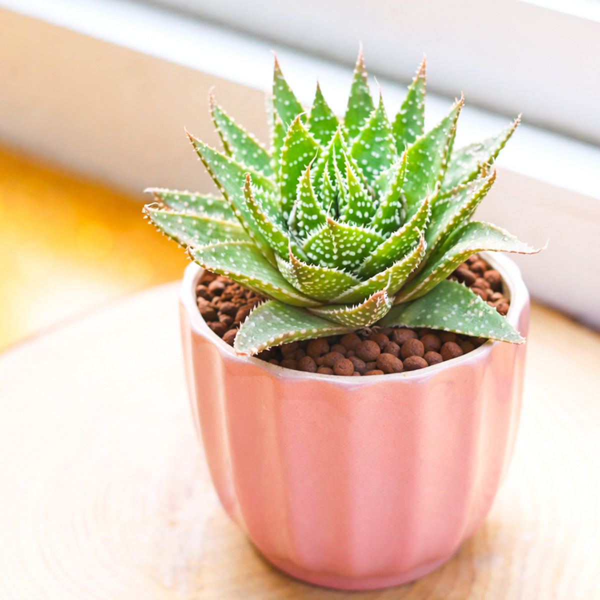 2 inch Aloe aristata 'Lunar Eclipse', green succulents, indoor succulents, succulent care guide, buy succulents online