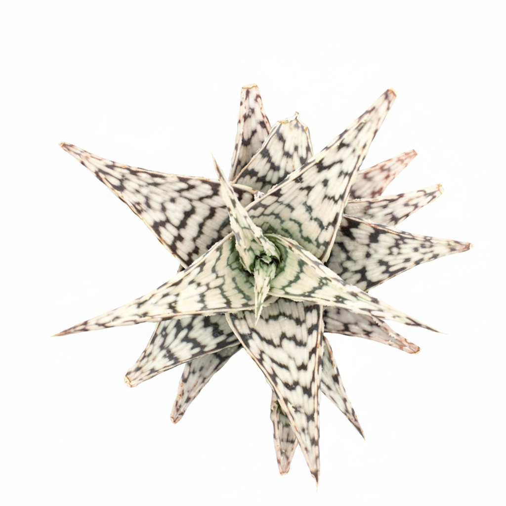 4 inch Aloe Blizzard for sale, easy to care indoor plants, buy Aloe Blizzard online, rare 4 inch succulents