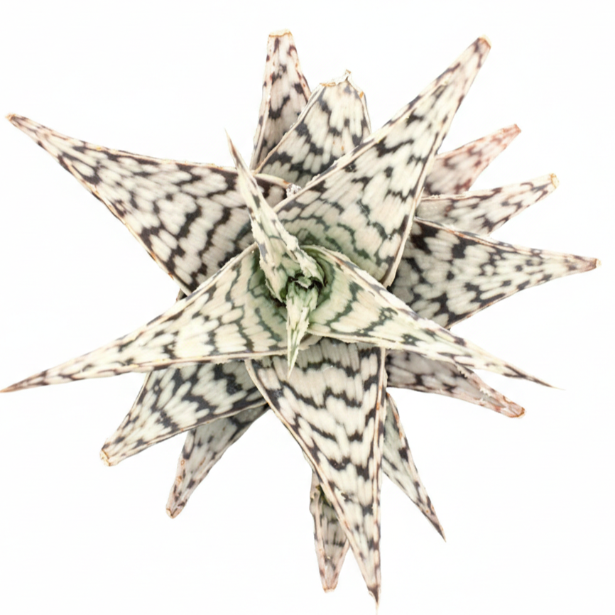 4 inch Aloe Blizzard for sale, easy to care indoor plants, buy Aloe Blizzard online, rare 4 inch succulents