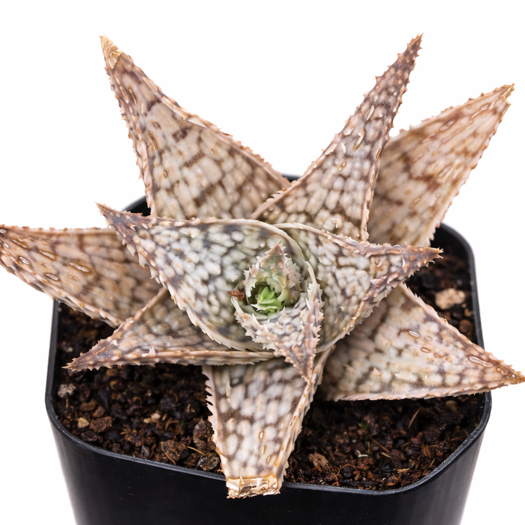 2 inch Aloe Doran Black , green succulents, indoor succulents, succulent care guide, buy succulents online