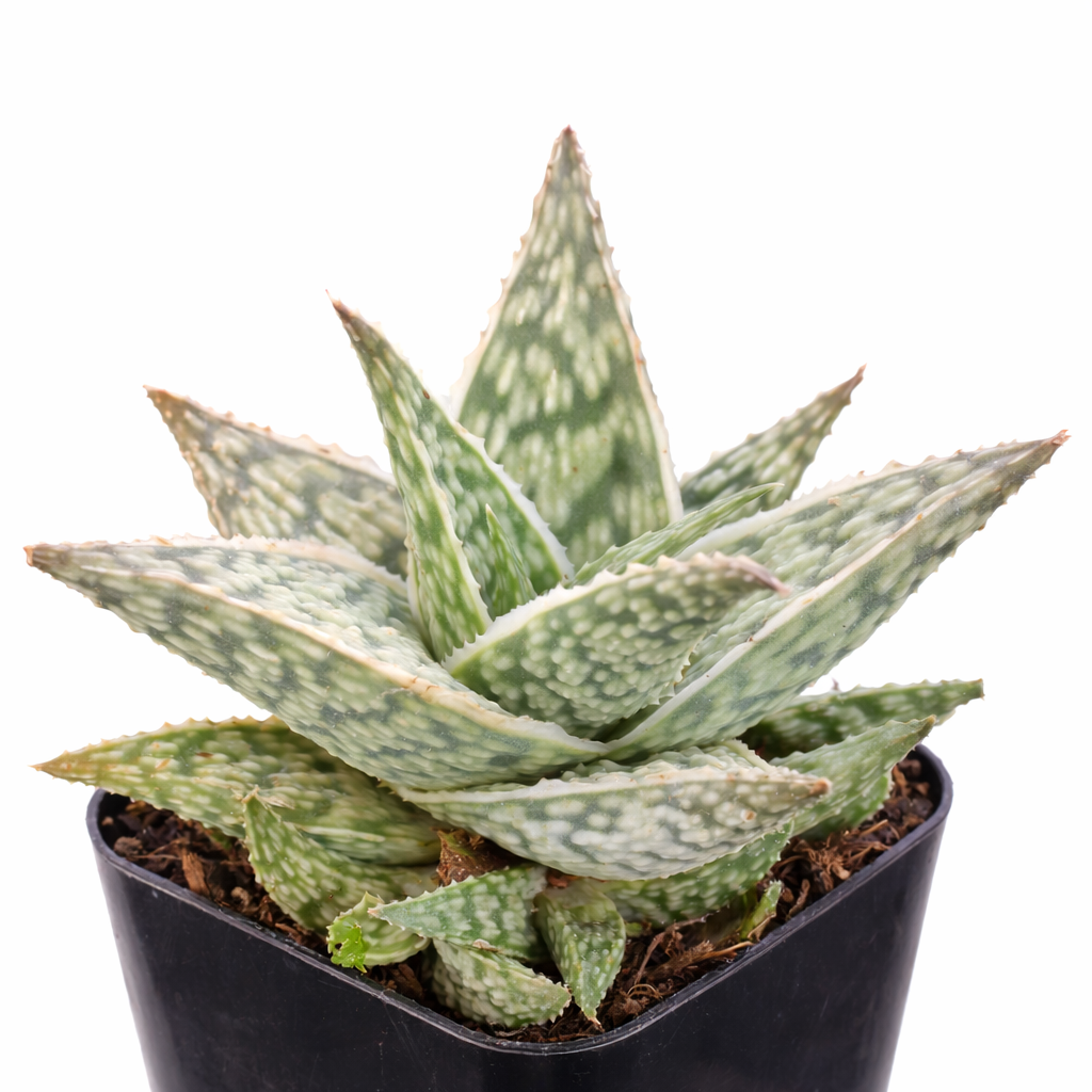 2 inch Aloe 'Snowstorm', green succulents, indoor succulents, succulent care guide, buy succulents online