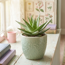 8-pack of 2" live plants for sale. Pick eight favorite plants and enjoy a variety of compact plants in 2" pots. Great for plant collections, gifting, decorating small spaces, and indoor gardening.