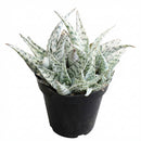 4 inch Aloe Blizzard for sale, easy to care indoor plants, buy Aloe Blizzard online, rare 4 inch succulents