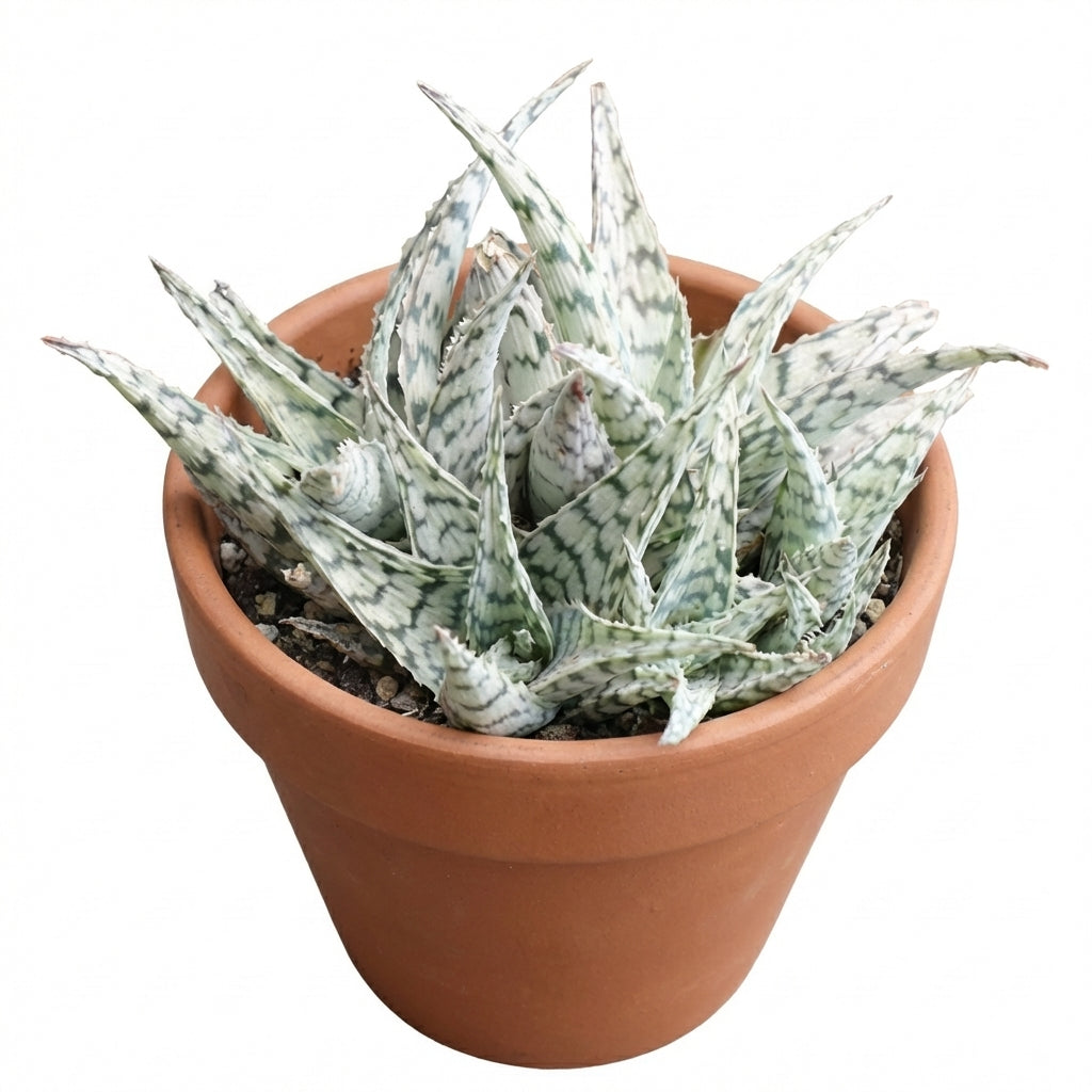 4 inch Aloe Blizzard for sale, easy to care indoor plants, buy Aloe Blizzard online, rare 4 inch succulents