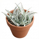 4 inch Aloe Blizzard for sale, easy to care indoor plants, buy Aloe Blizzard online, rare 4 inch succulents