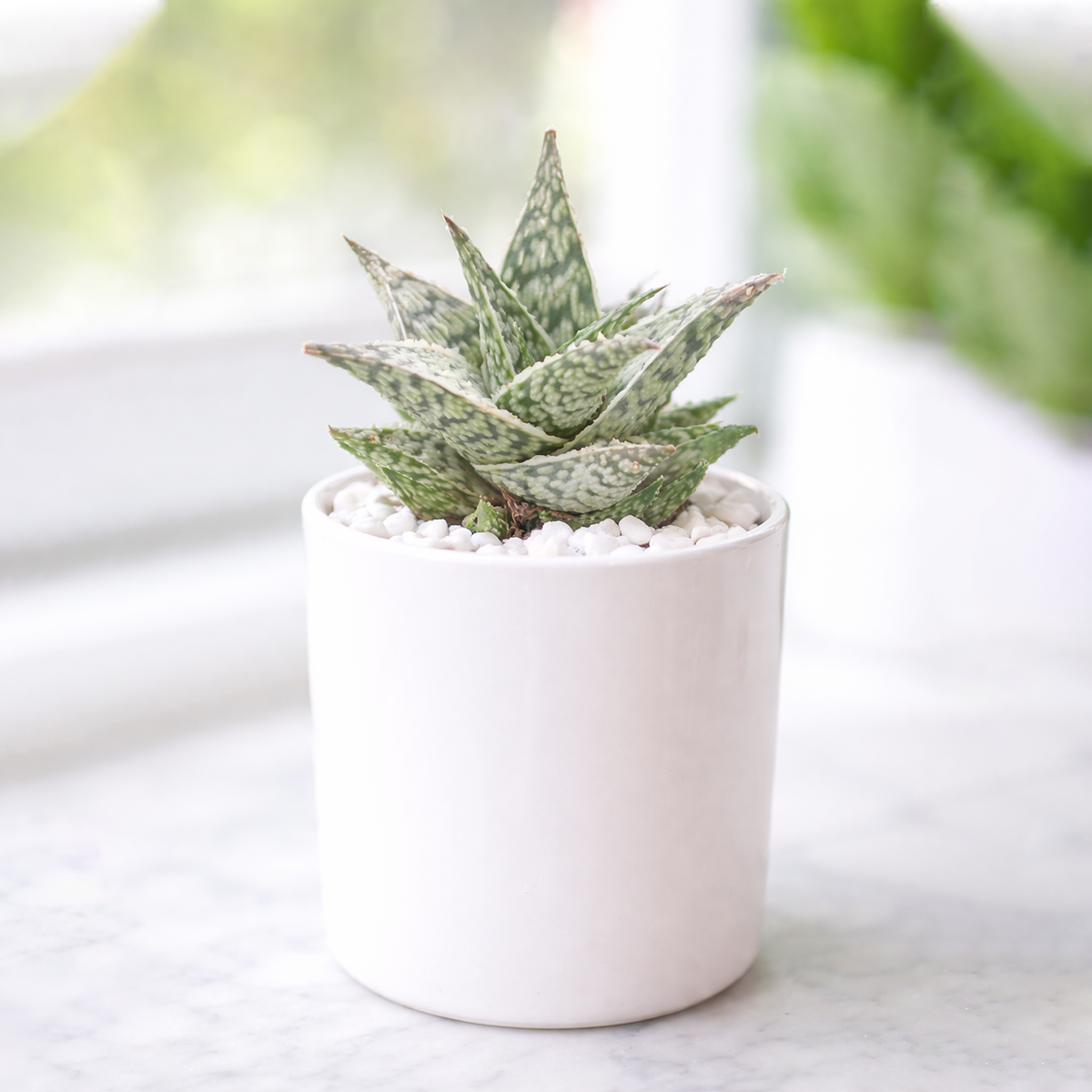 2 inch Aloe Doran Black , green succulents, indoor succulents, succulent care guide, buy succulents online