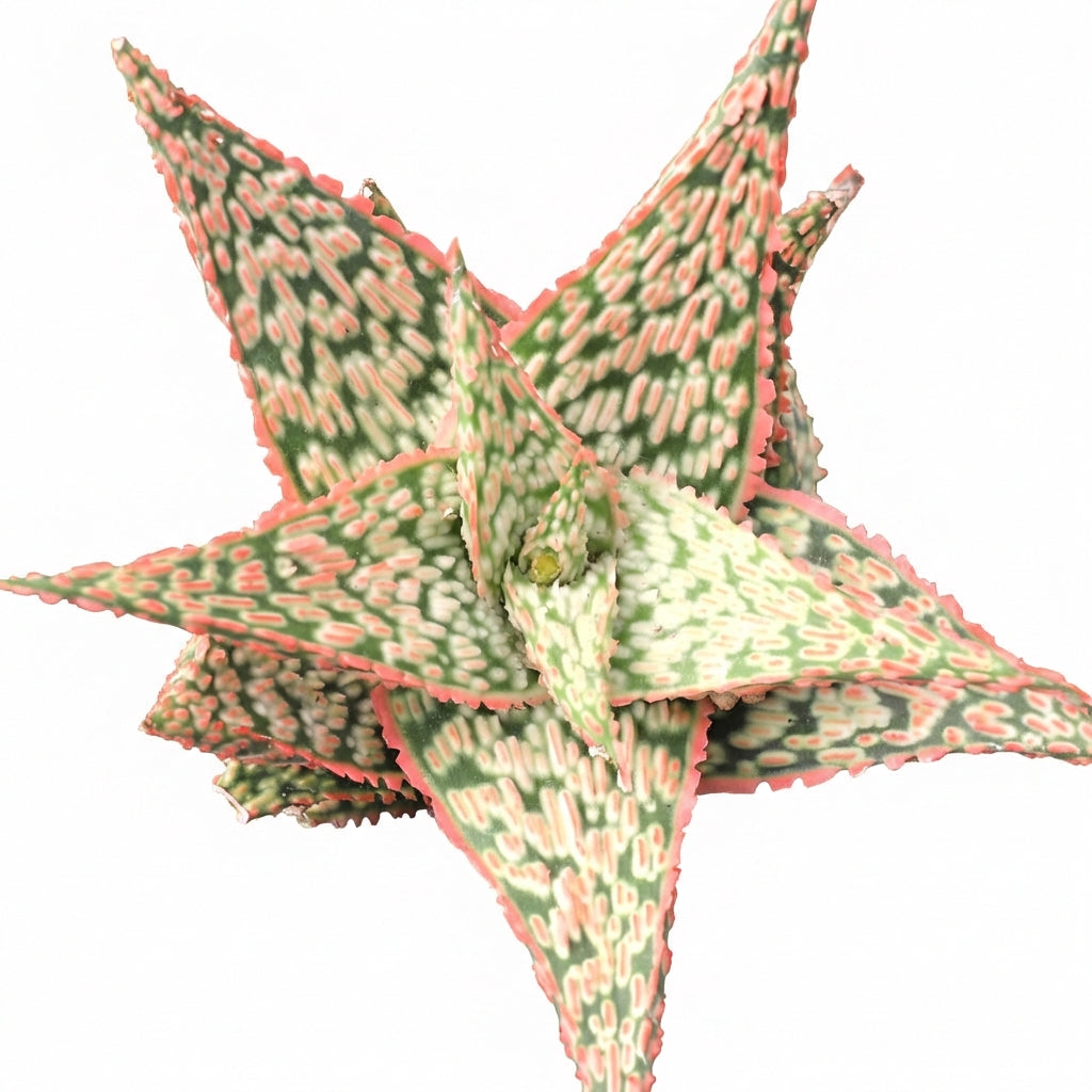 Aloe 'Firecracker' - Bare foot