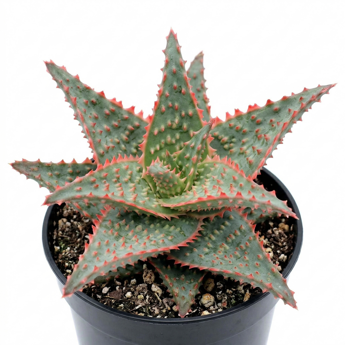 Aloe 'Oik' 2 inch / 4 inch live plant for sale, Colorful "pop of color" plant gifts for birthdays, Best plants for small geometric terrariums and planters