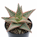 Buy 2 inch / 4 inch Aloe 'Oik' live plant online, Low-maintenance "thank you" gifts for succulent lovers, Evergreen succulent with year-round neon orange accents