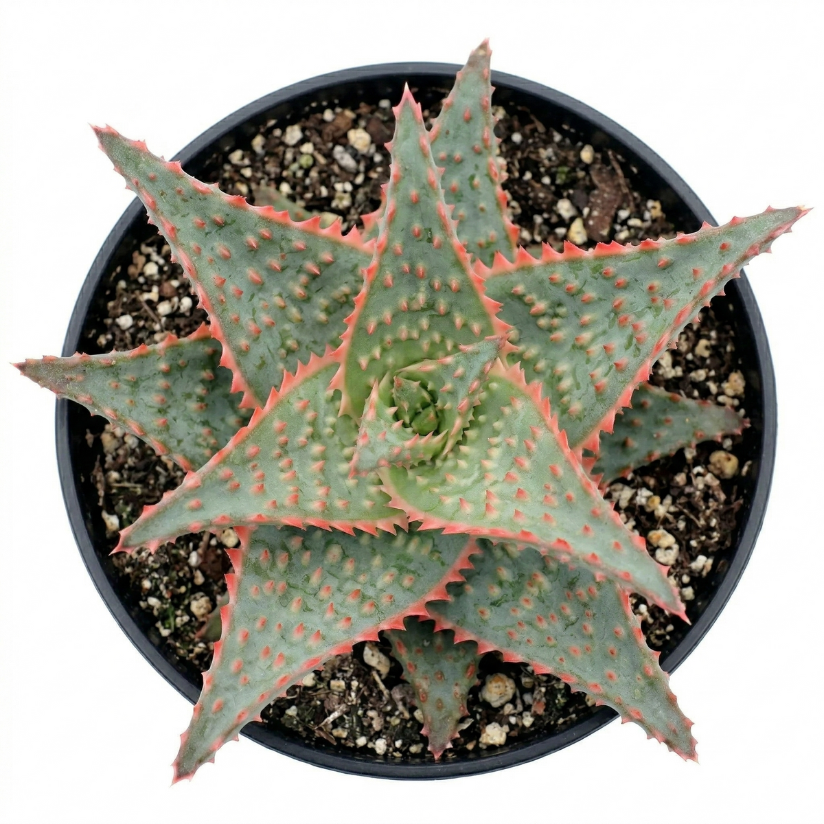 Buy 2 inch / 4 inch Aloe 'Oik' live plant online, Low-maintenance "thank you" gifts for succulent lovers, Evergreen succulent with year-round neon orange accents
