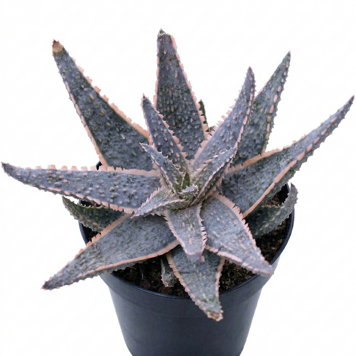 purple aloe vera plant Aloe 'Purple Haze' – Vibrant, Sun-Kissed Succulent with Dramatic Purple Tones
