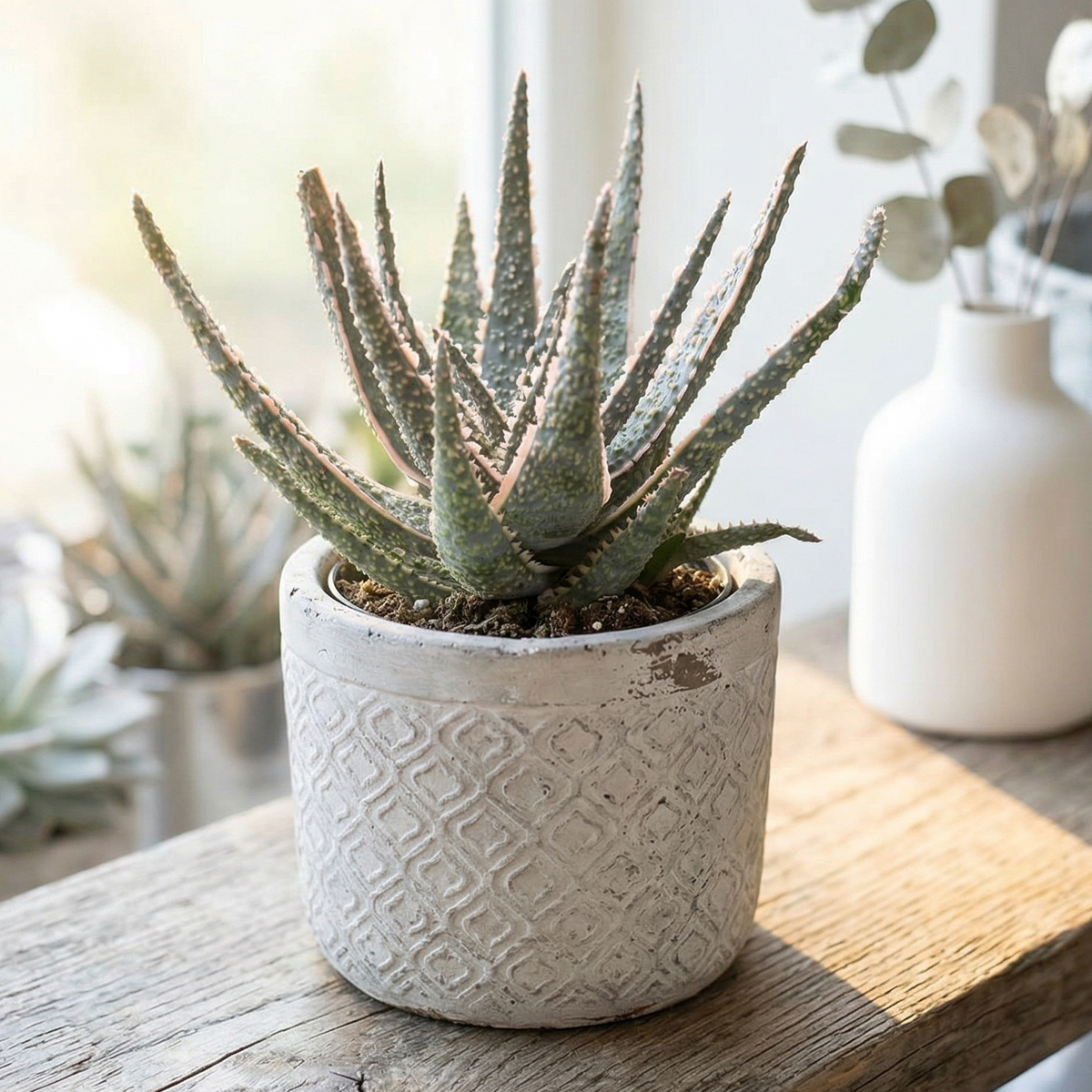 Buy Aloe 'Purple Haze' 4 inch bare root live plant online, Drought-tolerant succulents with lavender and plum foliage, Low-growing succulent rosettes with a "hazy" silver overlay