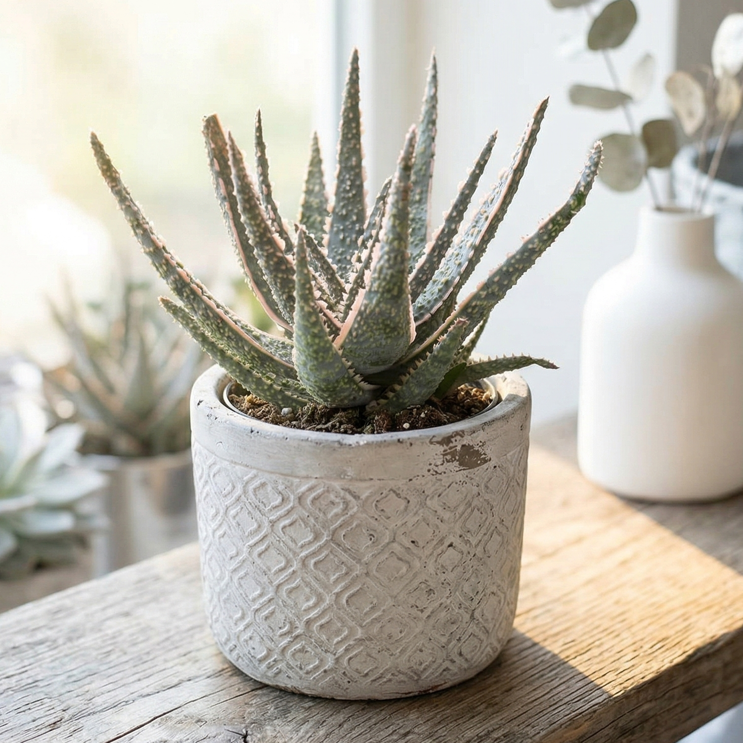 Buy Aloe 'Purple Haze' 4 inch bare root live plant online, Drought-tolerant succulents with lavender and plum foliage, Low-growing succulent rosettes with a "hazy" silver overlay