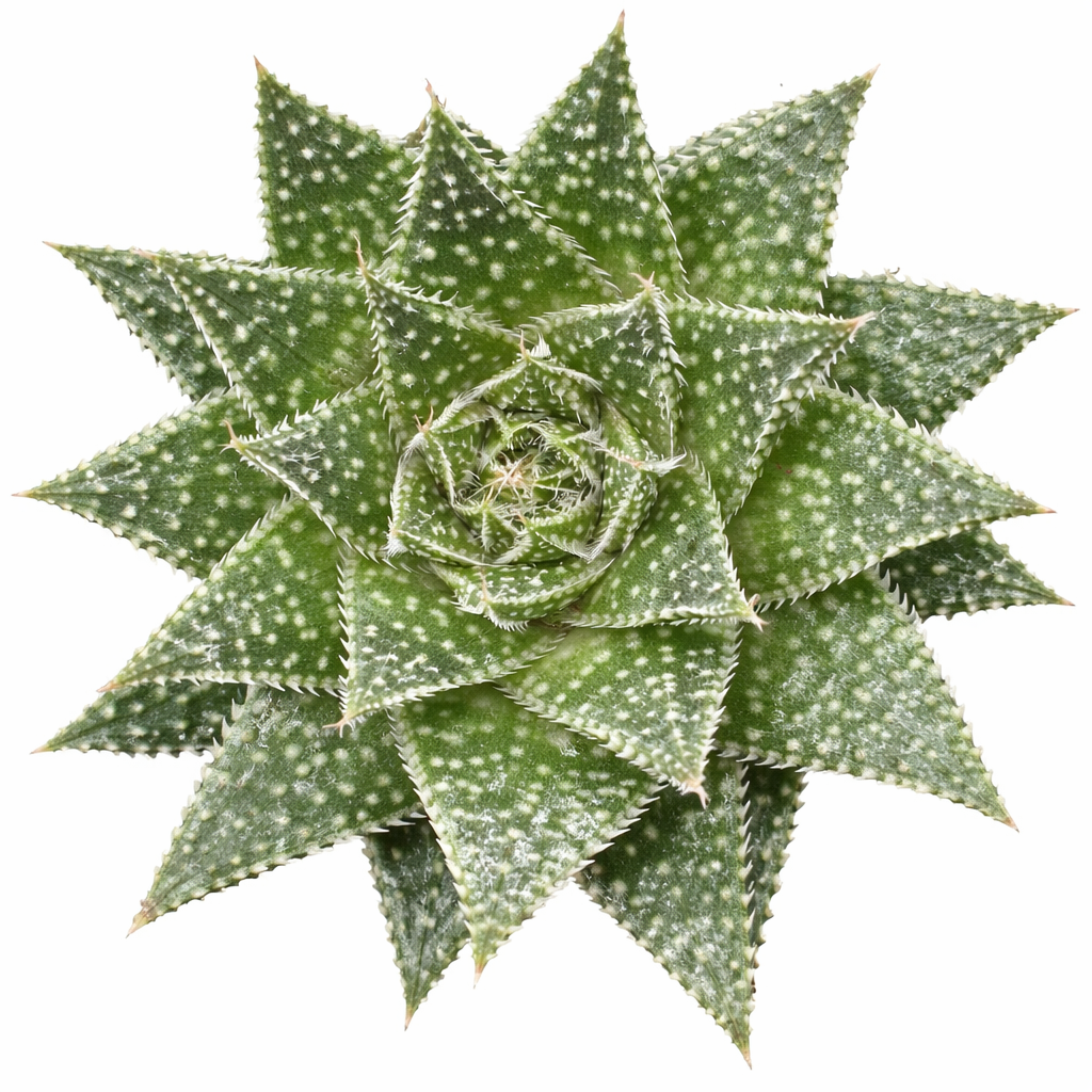 2 inch Aloe Snow, green succulents, indoor succulents, succulent care guide, buy succulents online