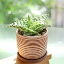 2 inch Aloe 'Snowstorm', green succulents, indoor succulents, succulent care guide, buy succulents online