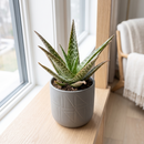 Aloe 'Tropical'