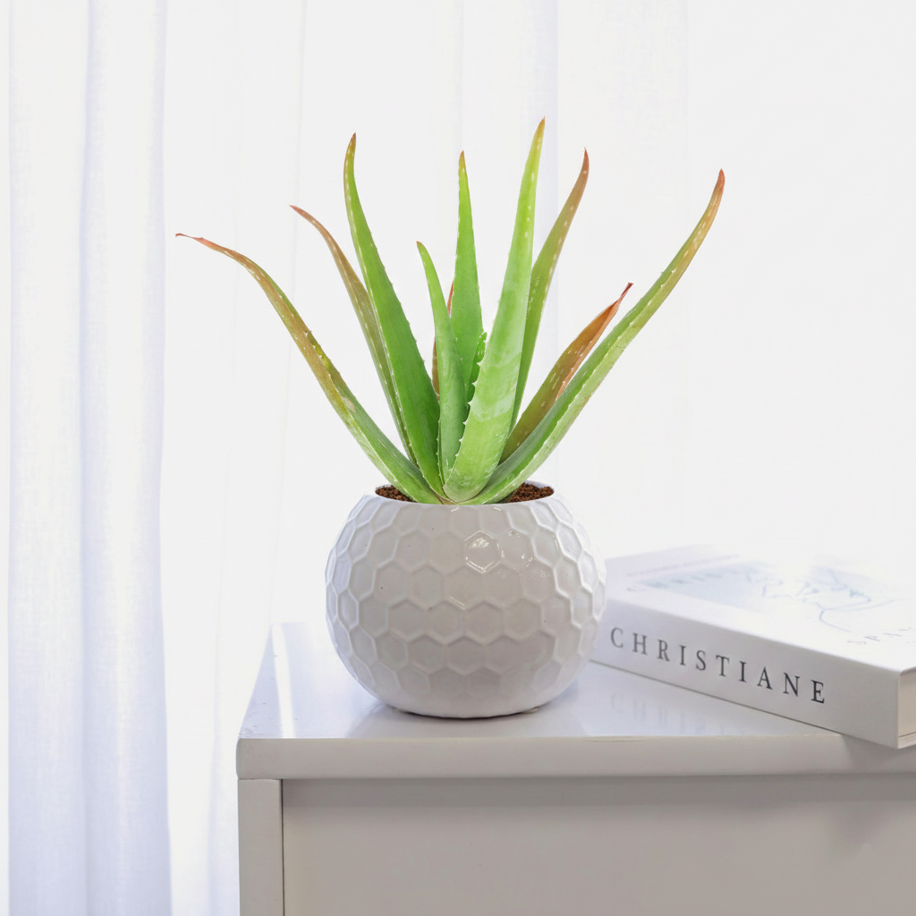 4 inch Aloe Vera in white ceramic decorative pot, buy Aloe Vera
 online, Aloe Vera for sale