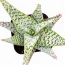 2 Inch/ 4 Inch Aloe 'White Beauty' with a white background, green succulents, indoor outdoor succulents, succulent care guide, buy succulents online