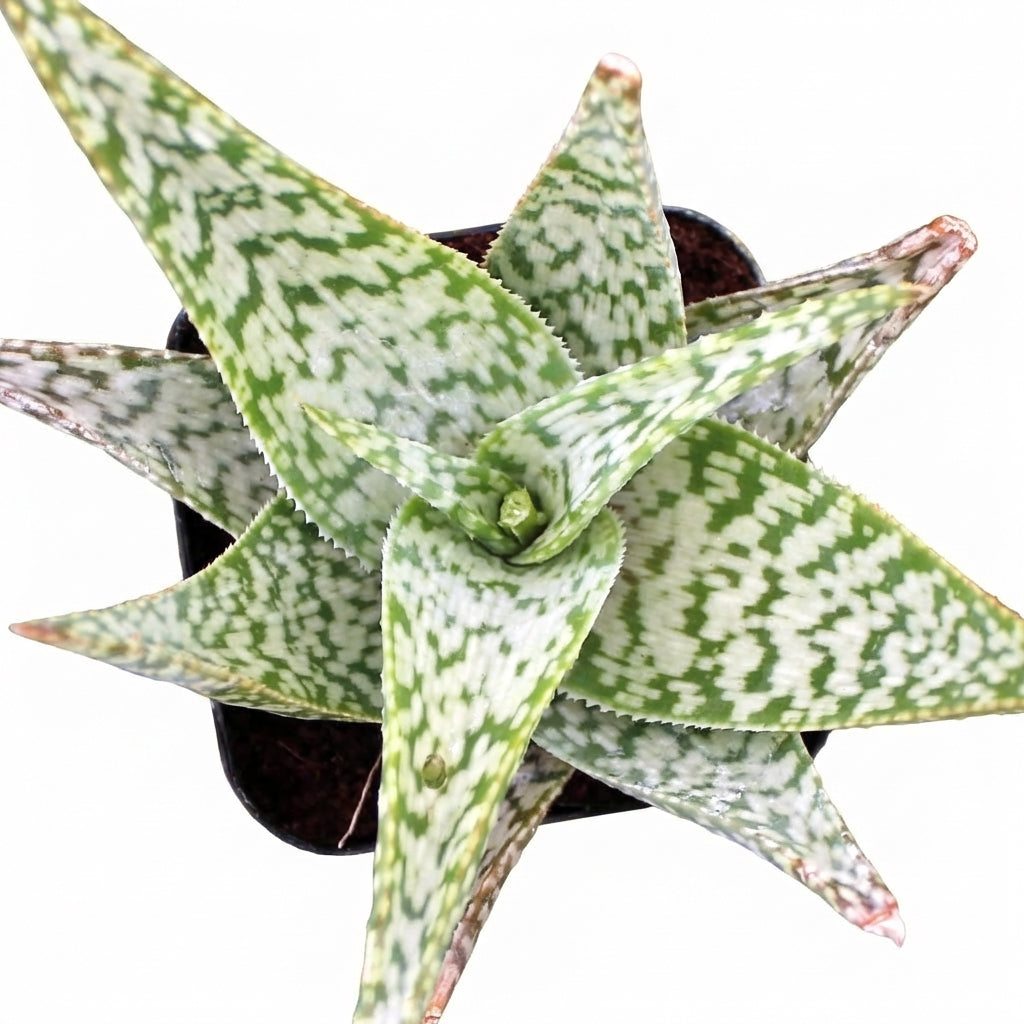 Aloe-'White Beauty'
