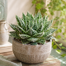 Custom plant pot with personalized image, personalized flower pot with live plant, custom photo plant pot, personalized planter with plant of your choice, custom printed ceramic planter, personalized succulent pot, custom image flower pot gift, custom photo planter for houseplants