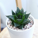 8-pack of 2" live plants for sale. Pick eight favorite plants and enjoy a variety of compact plants in 2" pots. Great for plant collections, gifting, decorating small spaces, and indoor gardening.
