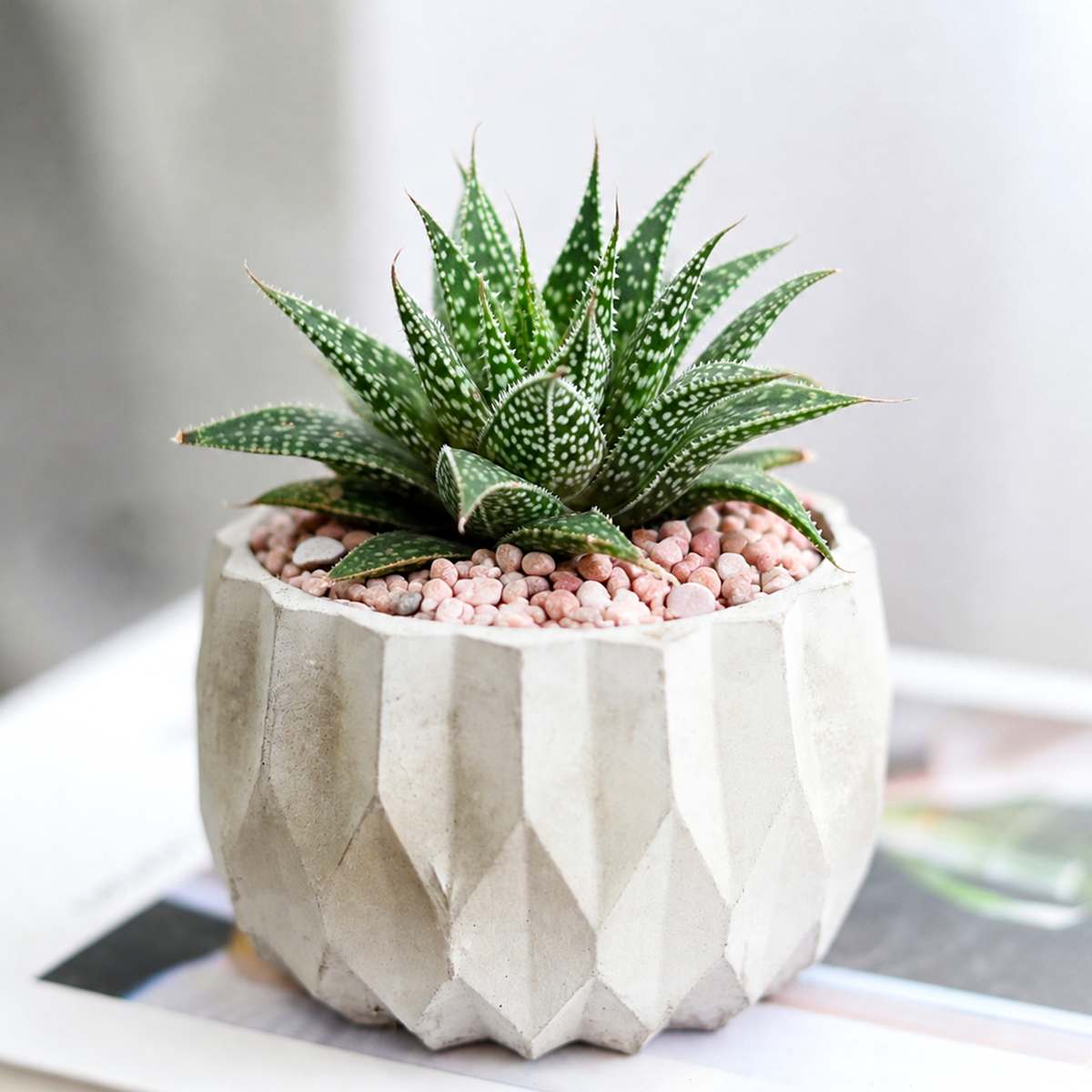 Aloe 'Moonrise' live plant for sale. This compact succulent features textured green leaves that can develop warm pink to reddish tones in bright light. Easy to care for, it thrives in well-draining soil with bright light and occasional watering.