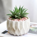 8-pack of 2" live plants for sale. Pick eight favorite plants and enjoy a variety of compact plants in 2" pots. Great for plant collections, gifting, decorating small spaces, and indoor gardening.