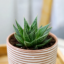 8-pack of 2" live plants for sale. Pick eight favorite plants and enjoy a variety of compact plants in 2" pots. Great for plant collections, gifting, decorating small spaces, and indoor gardening.