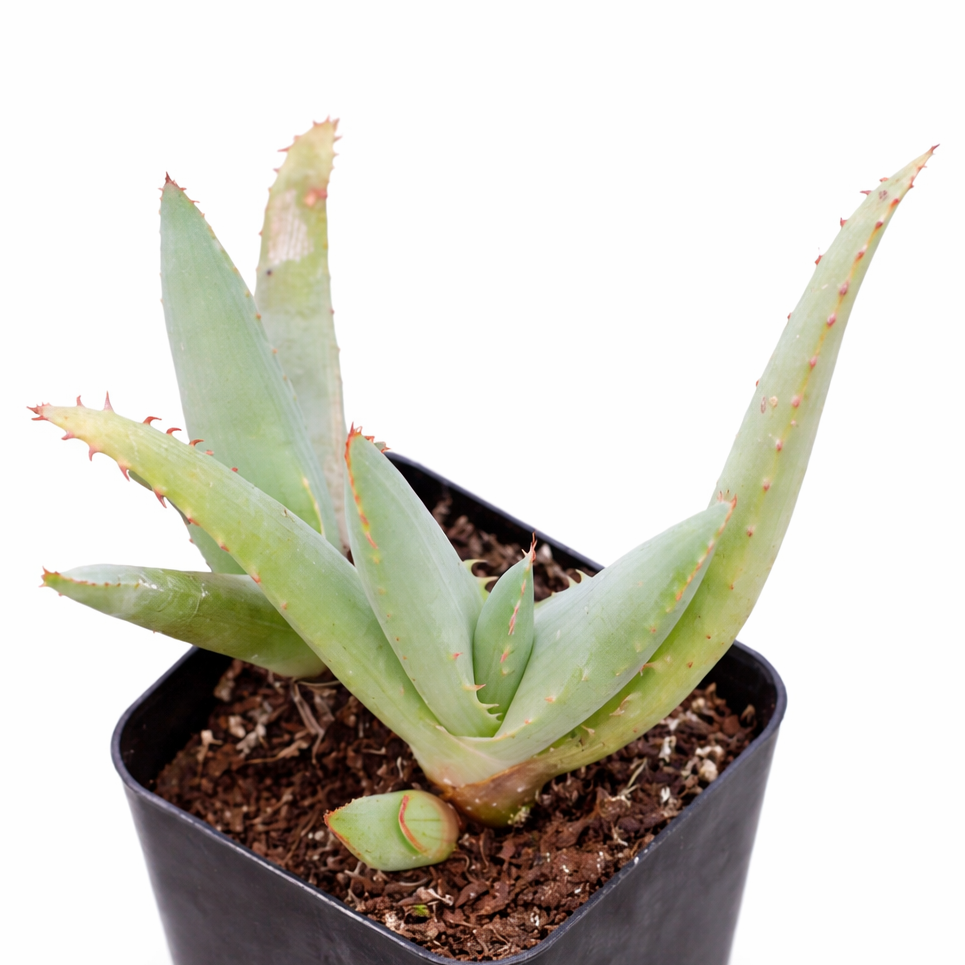 2 inch Aloe lineata ‘Blue Strap Form’, green succulents, indoor succulents, succulent care guide, buy succulents online